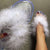 fur flip-flops