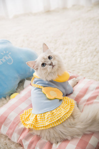 Cute backpack skirt pet sweater